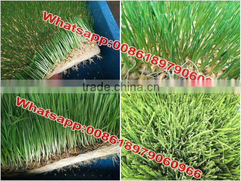WHIR Saudi Arabia with SASO certificate hydroponic hydroponics cultivation for growing fodder grass,barley,wheat
