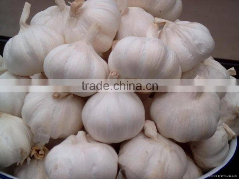 FRESH GARLIC IN NEW DROP 2016