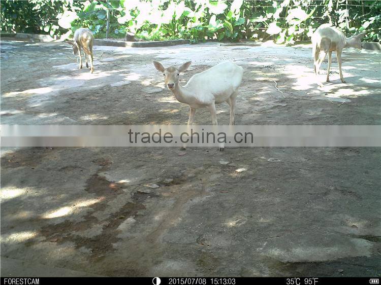 Waterproof IPX6 Play Sounds Hunt Cams