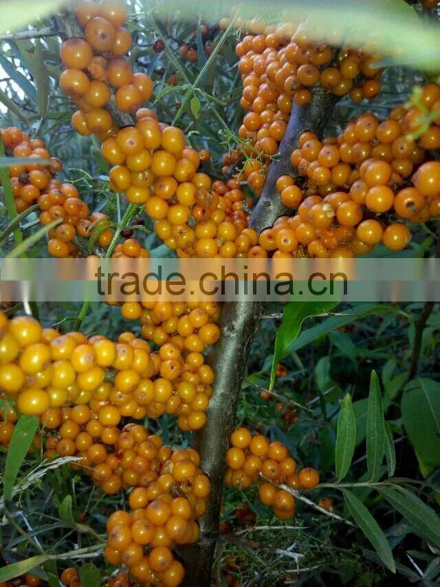 Herbal CO2 Supercritical Extract Seabuckthorn Oil Extract