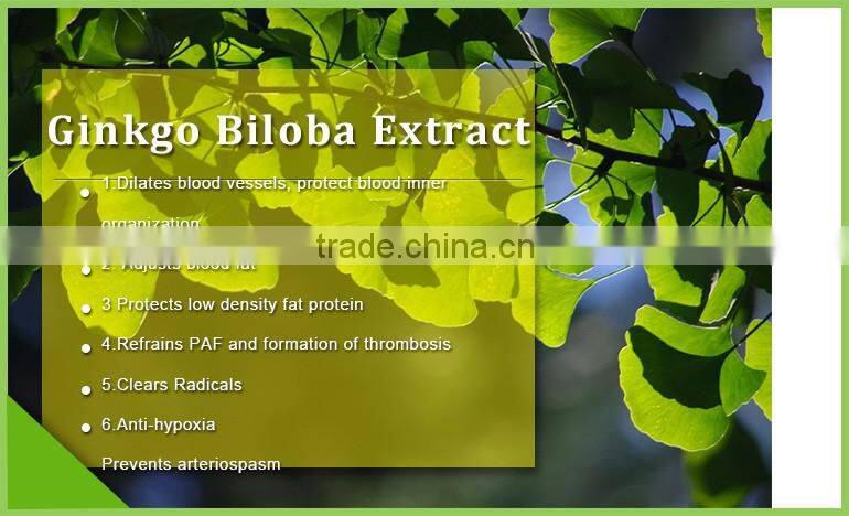 factory offer healthy product pure ginkgo biloba extract 24% flavone