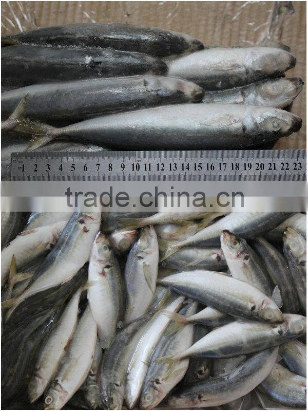 Frozen IQF jack mackerel for can