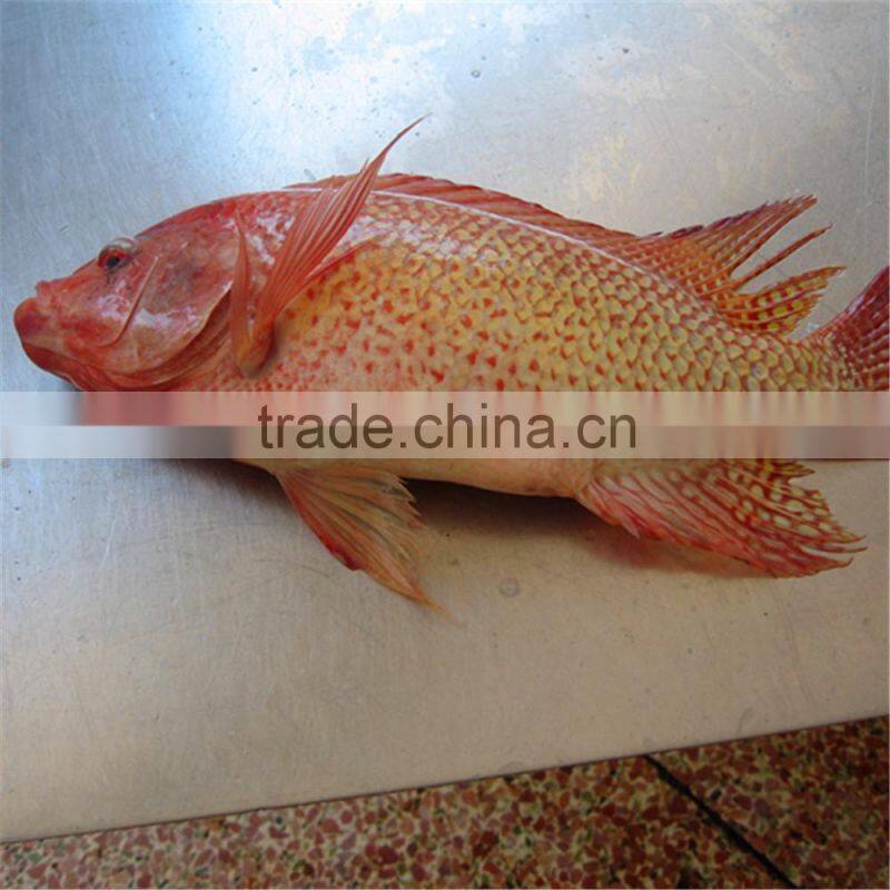 Frozen Red Nile Tilapia on Sale