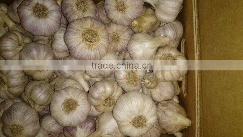 TAKE PART OF PRODUCT GARLIC