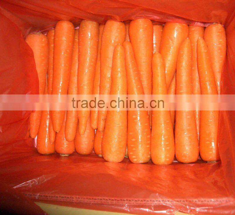 supply good quality fresh red carrot(new)