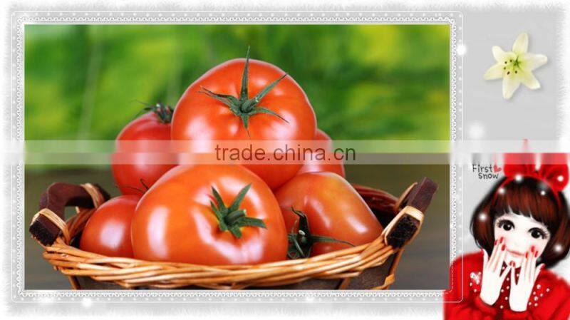 2016 Newest Crop High Yield Hybrid F1 High Virus Resistance Indeterminate Tomato Seeds From China For Sale