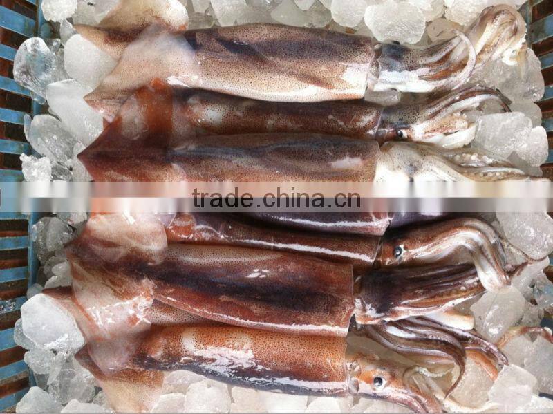 Frozen Squid Frozen Illex Argentinus Squid