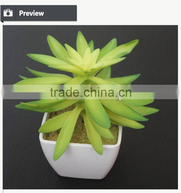 Cutest succulent plants wholesale mini tropical plants