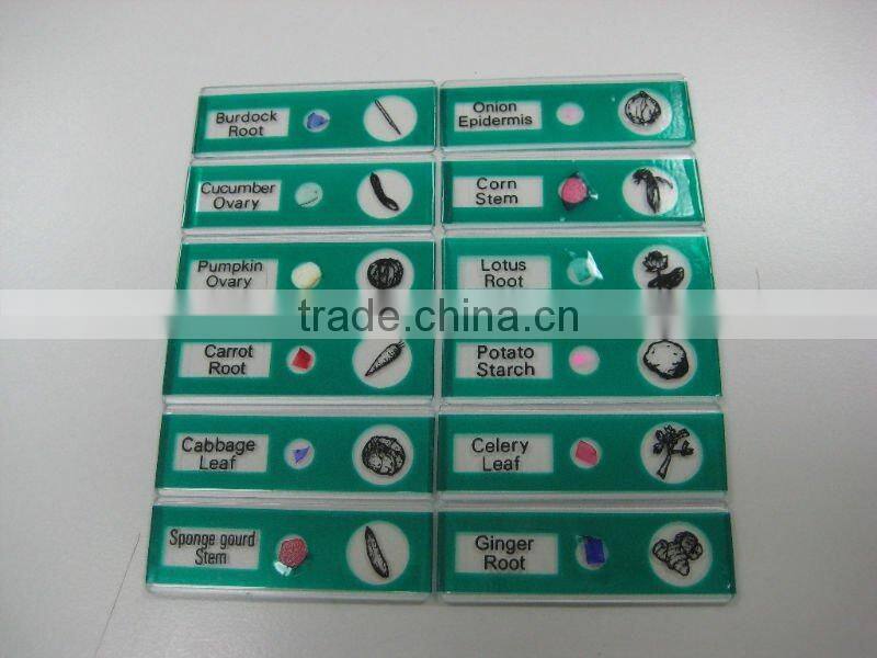 Sample Tulip pollen children miscroscopic slides