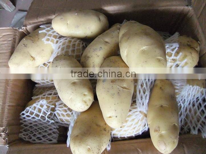 2015 new crop fresh potato for export from China
