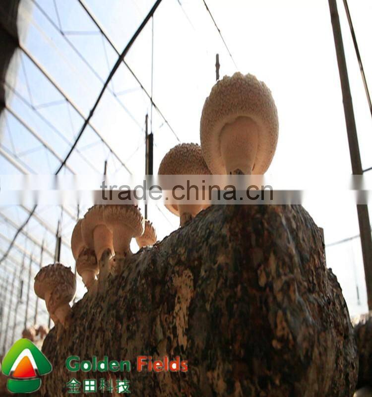 anti-cancer organic wholesale competitive shiitake mushroom export price