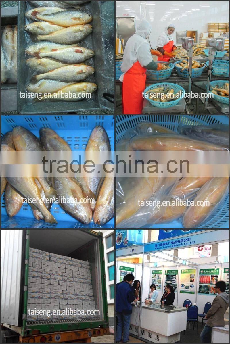 Yellow Croaker 200 to 300 gram Supplier