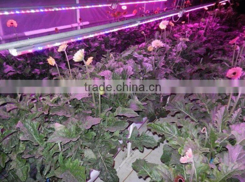 Wholesale Price Led Light for Orchids Optimum Light for Grow Plants 20w T8 4ft with Daisy-Chain