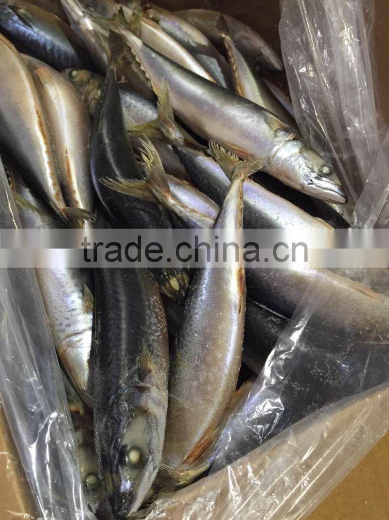 2016 landing sea frozen mackerel 300-500g