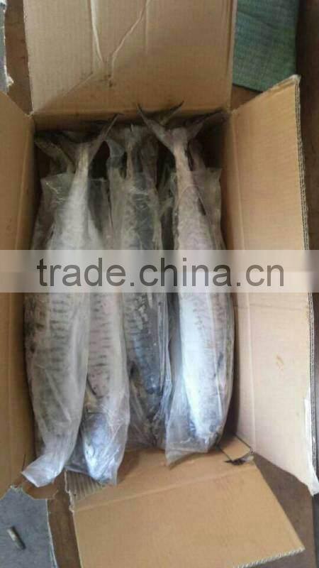 frozen spanish mackerel 2/3kg