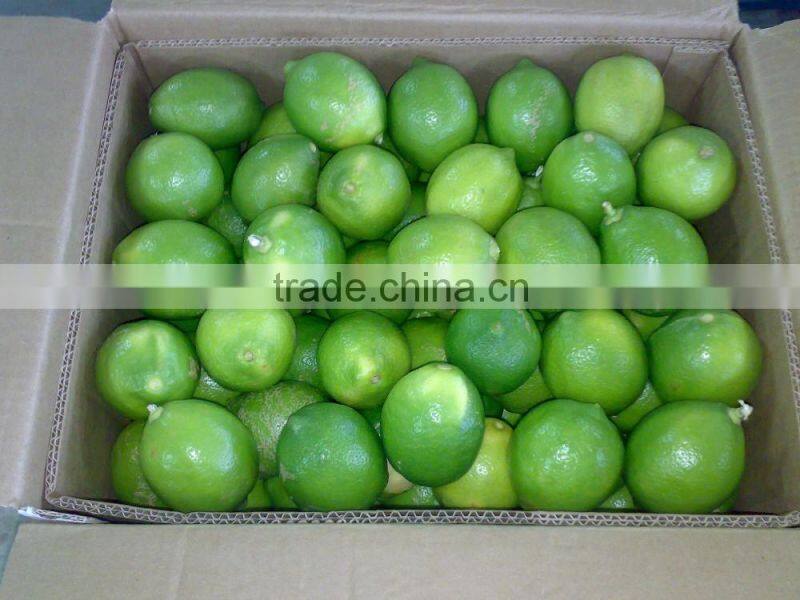 VIETNAM FRESH CABBAGE