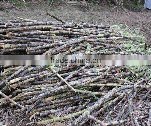 Cane farmer good helper Sugarcane Leaf peelingmachine /sugarcane leaf removing machine/sugar cane leaf peeler