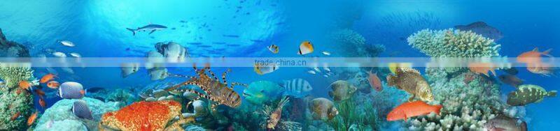 IQF frozen calamari squid ring