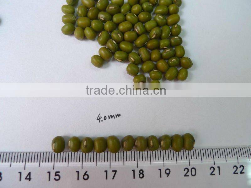 Green Mung beans 2010 crop