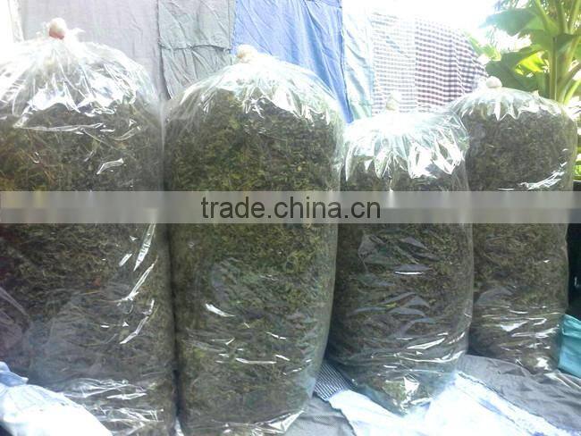 Dried Thai herbal medicine Plai herbal product (Essential oil)