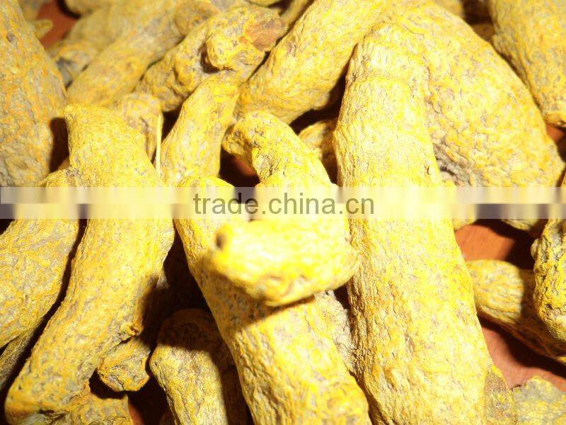 Turmeric Finger, Erode Turmeric Finger, Nizamabad Turmeric Finger