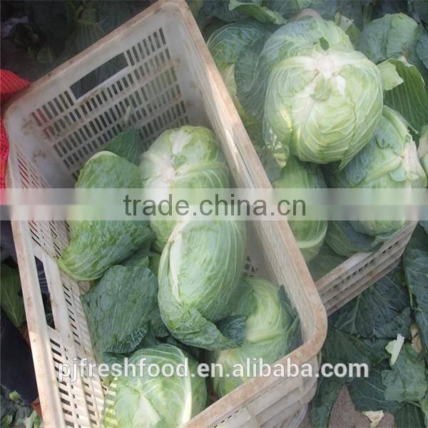 Chinese Big White Cabbage