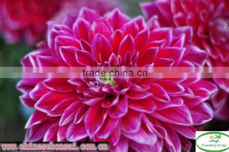 Chrysanthemum