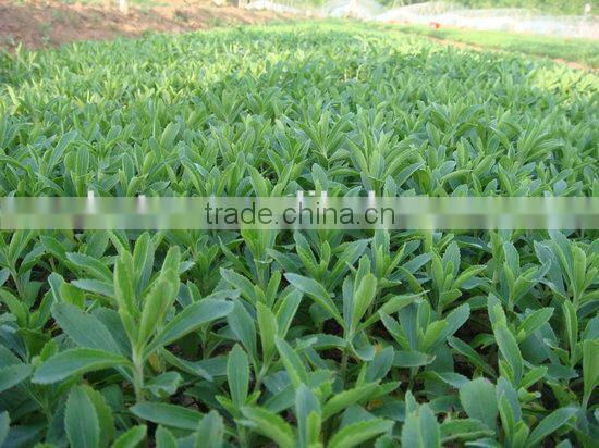 Organic Stevia Steviosides