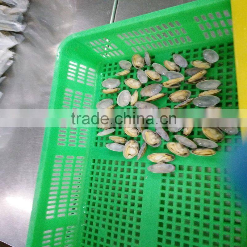 CLAM WITHOUT SAND IMPURTIES SHELL FOR SALE IN VACCUM