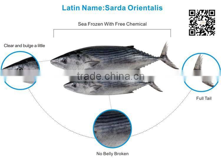 Sea frozen SardaTuna Fish wr lot number#kmw4014