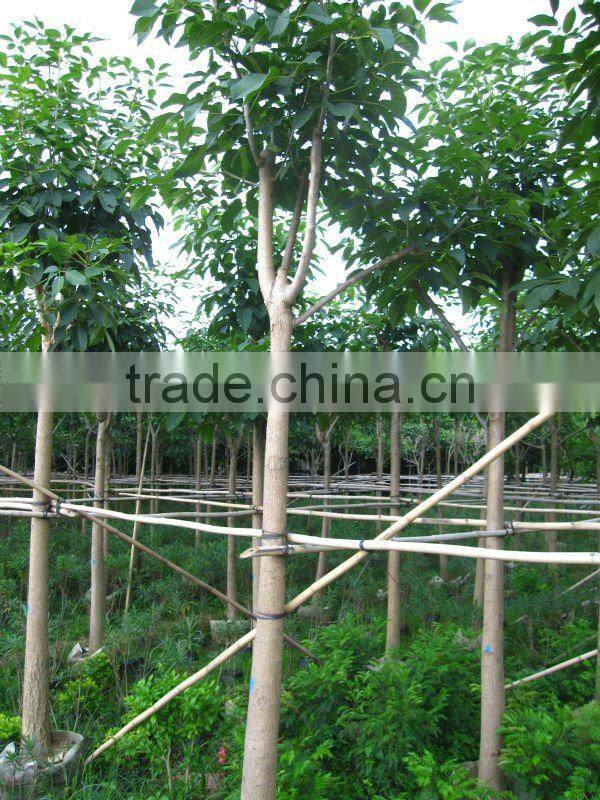 Tabebuia flower outdoor plants