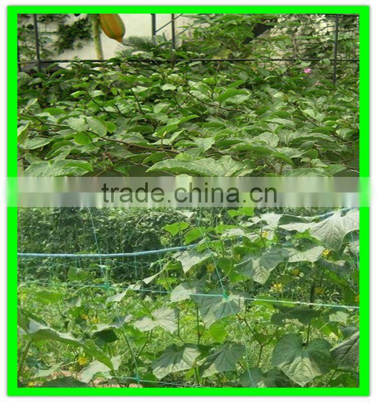 100% new material PE plastic tomato climbing net add UV additives