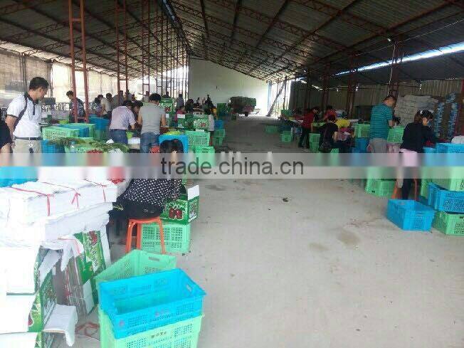 import china products fresh cherry high quality bagged