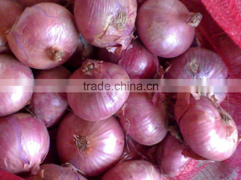 Fresh new onion red onion/small red onion