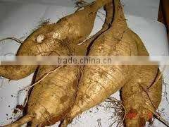 BNP Supply Best Natural Kudzu Root Extract