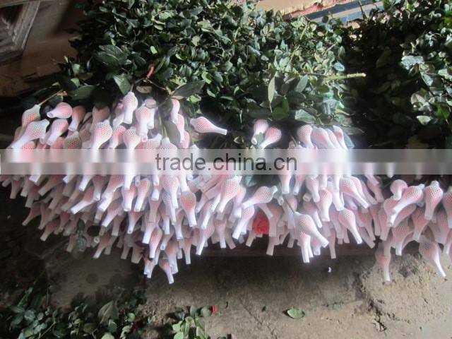 factory supply long stem fresh cut rose fresh cut flower