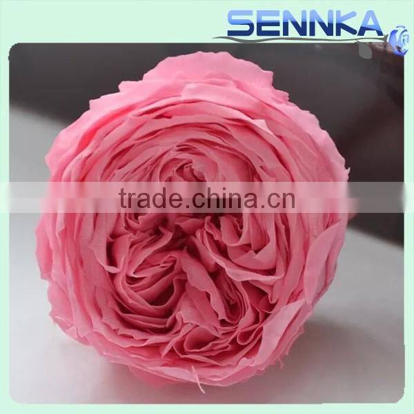 Fresh cut roses Preserved Fresh Flower Asuting Rose For Wedding Decoration
