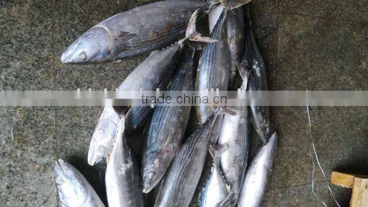 frozen bonito sarda sarda 750-1000G