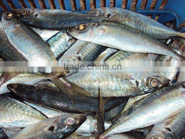 frozen good horse mackerel round scad