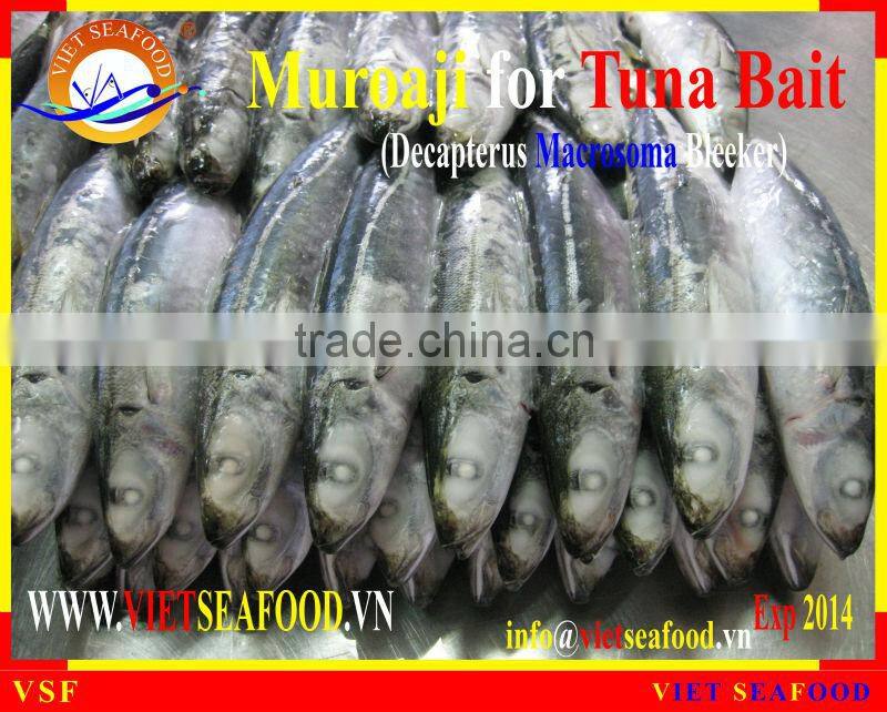 FROZEN MUROAJI FOR TUNA BAIT