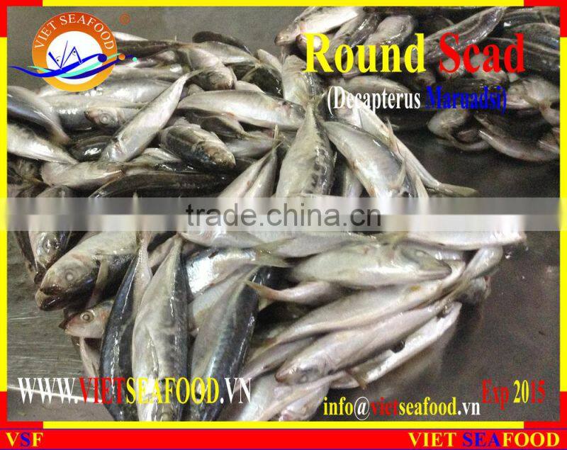 FROZEN W/R ROUND SCAD