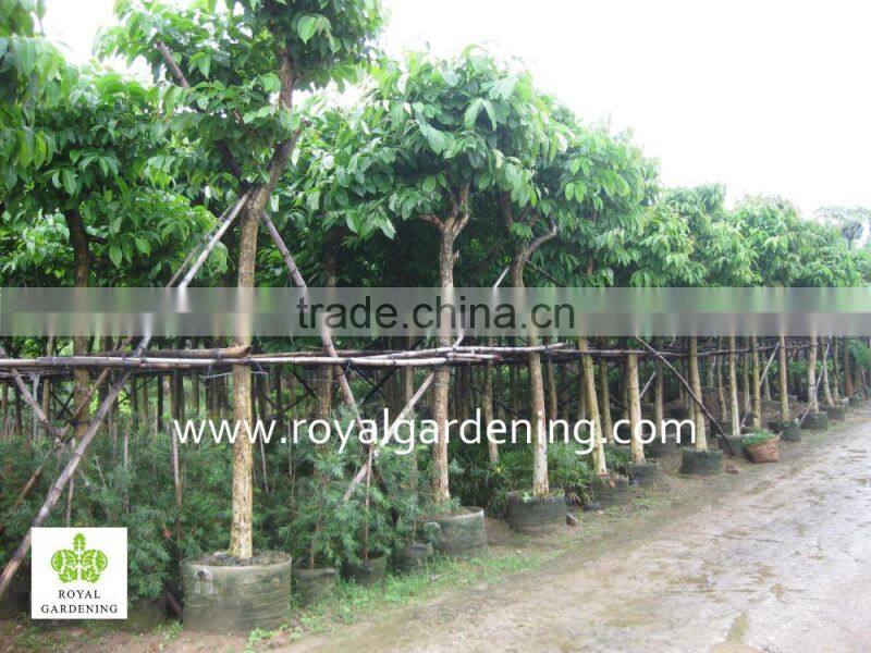 Lagerstroemia speciosa tree