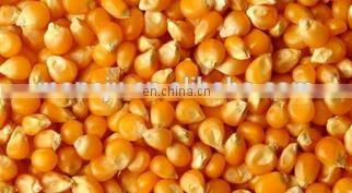 Maize grading machine / Corn cleaner / Cumin seed cleaning machine