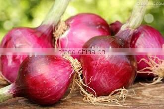 onion farming