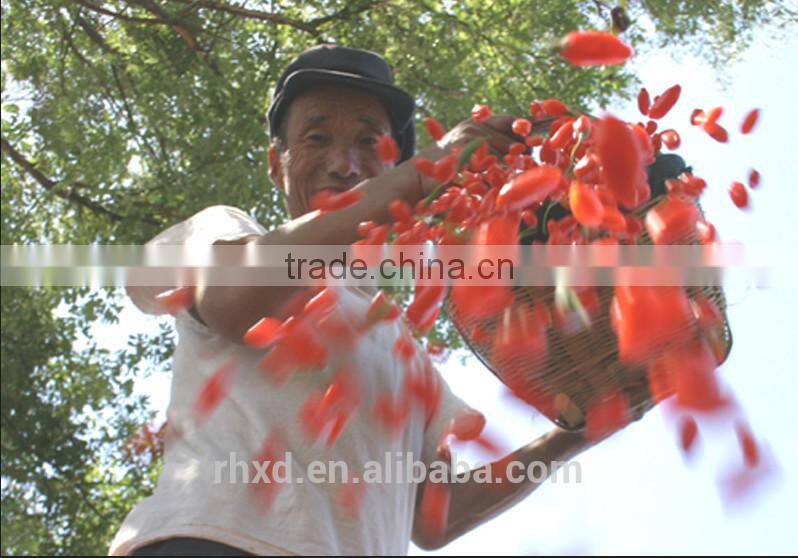 High quality dried raw goji berries
