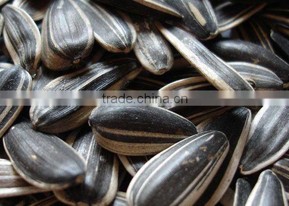 Sunflower kernel chips