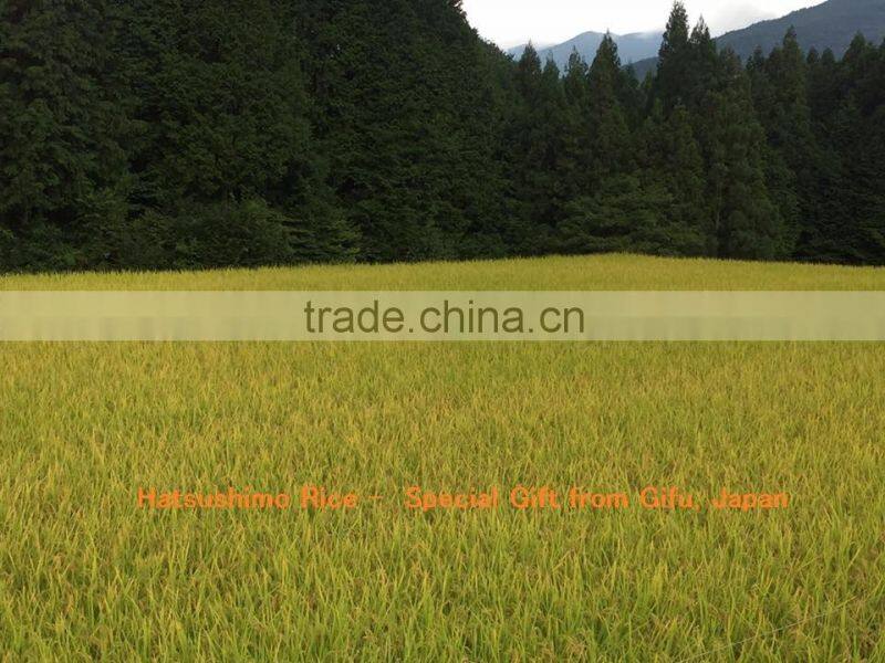 Japanese High Quality First Frost Rice with Vacuum Packaging