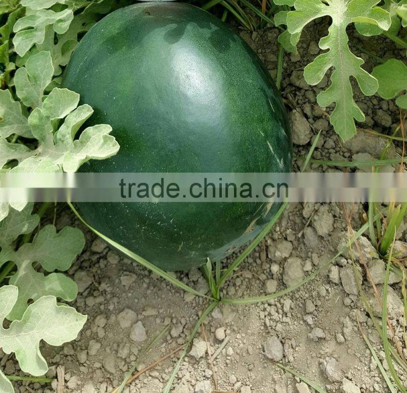 Black Tiger Hybrid Watermelon Seeds