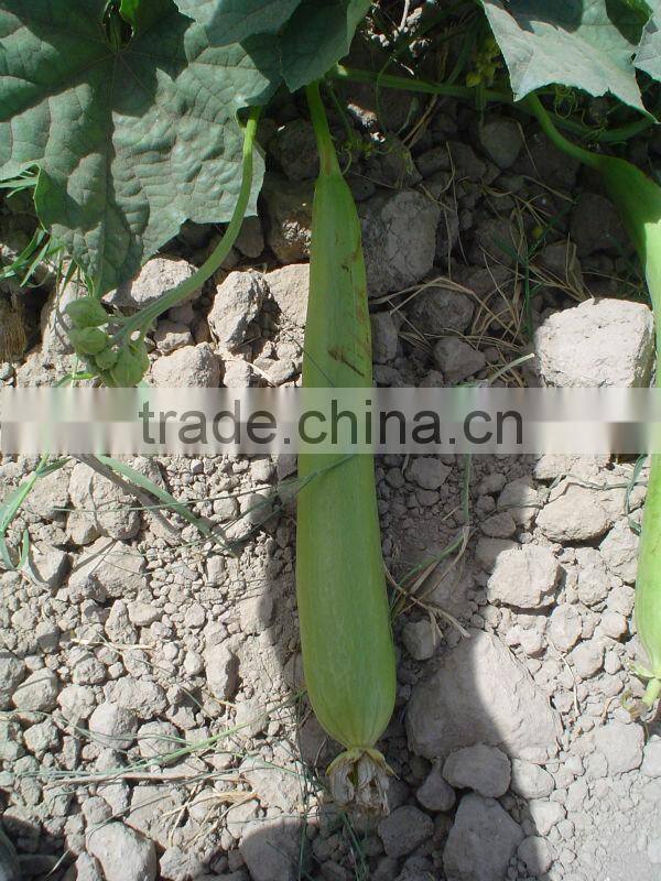 SUNGROUP F1 Hybrid Sponge Gourd Seeds