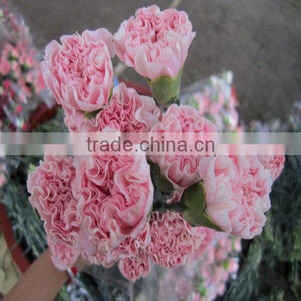 low price fresh carnation flower for wholesale